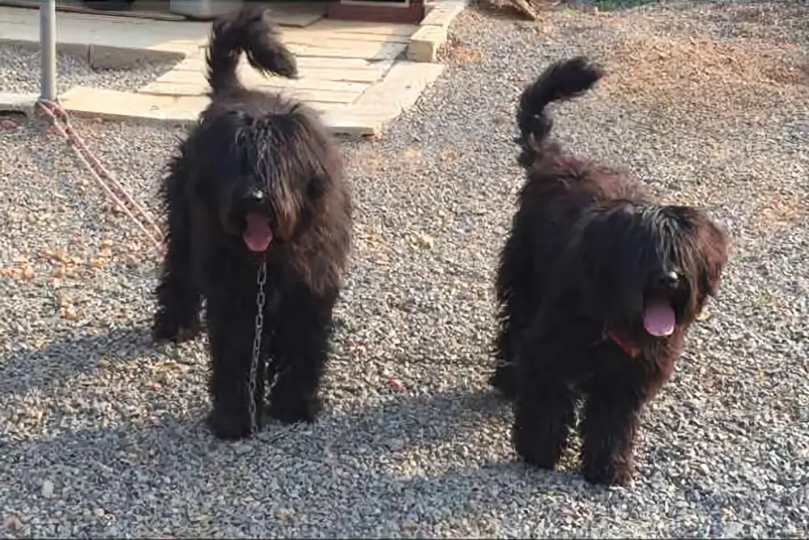 Seosan Pinehealing Pension