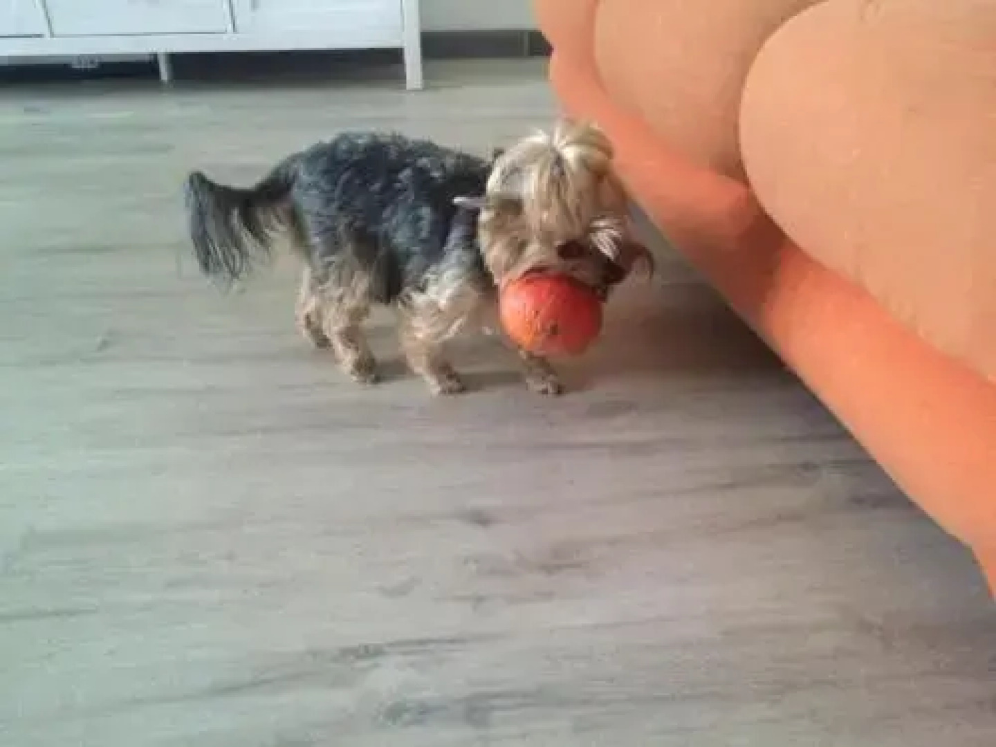 Chamedafne w Puszczy Kampinoskiej