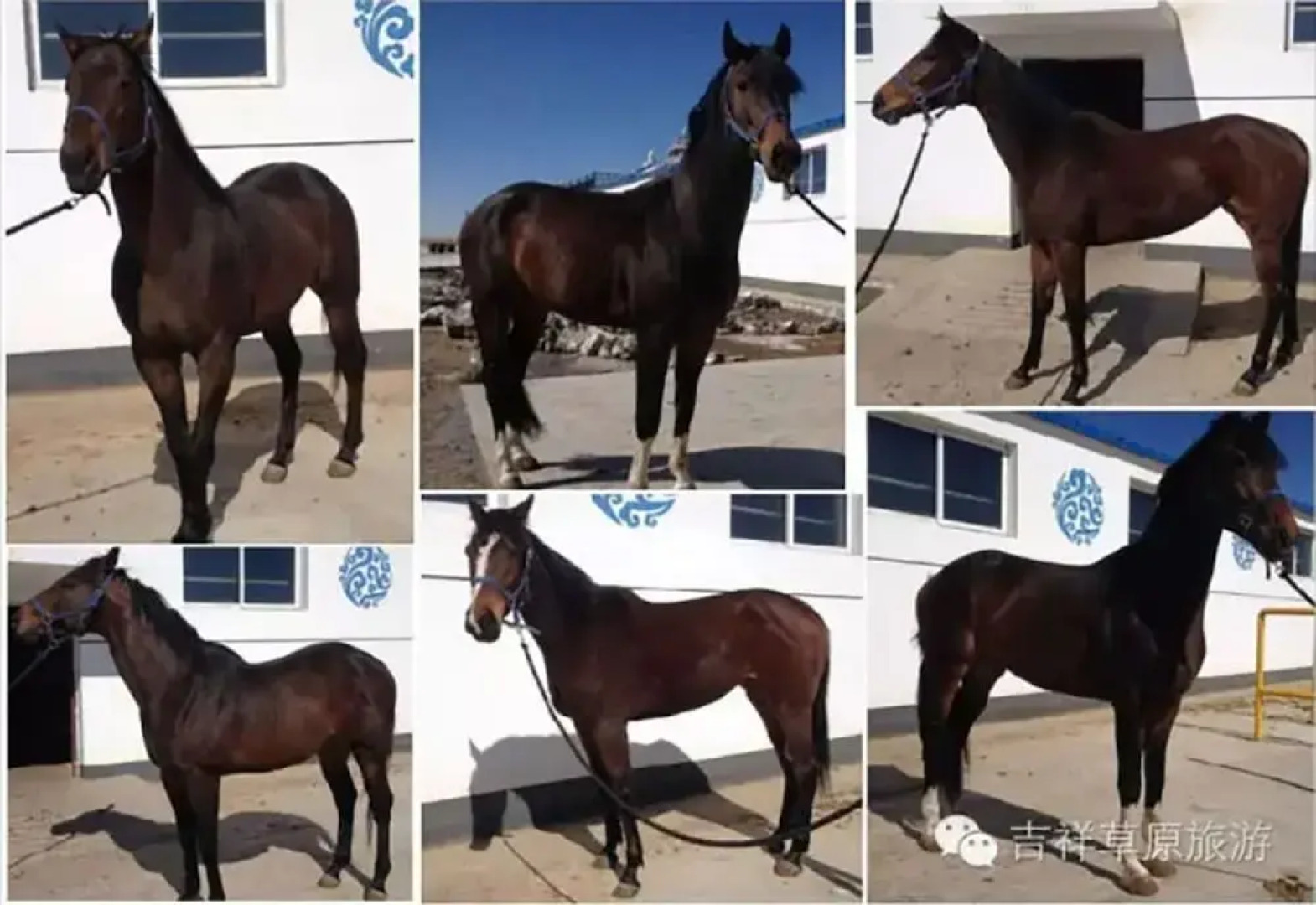 Xilingol Auspicious Horses