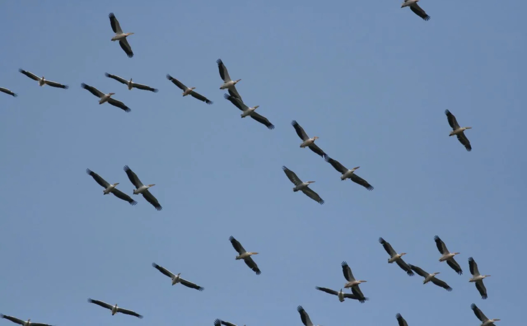 Pelican Birding Guest House