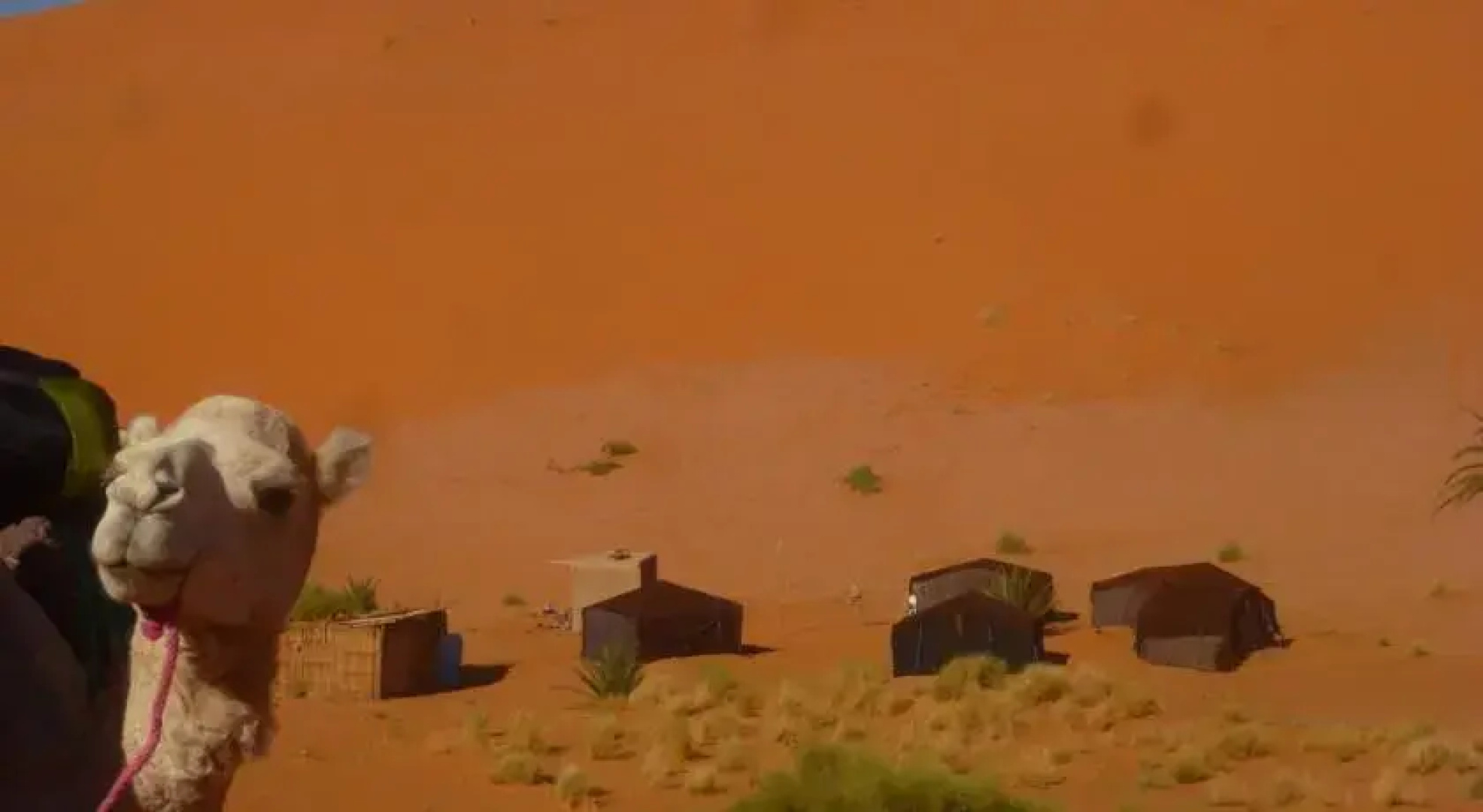 Oasis Camp