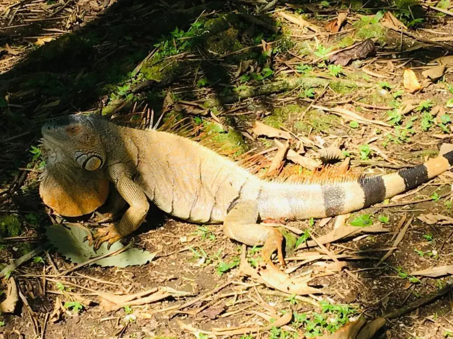 Coral Hill Bungalows