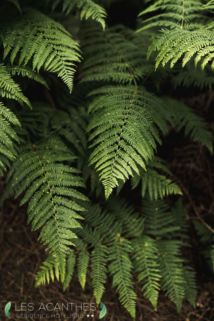 Résidence Hôtelière les Acanthes