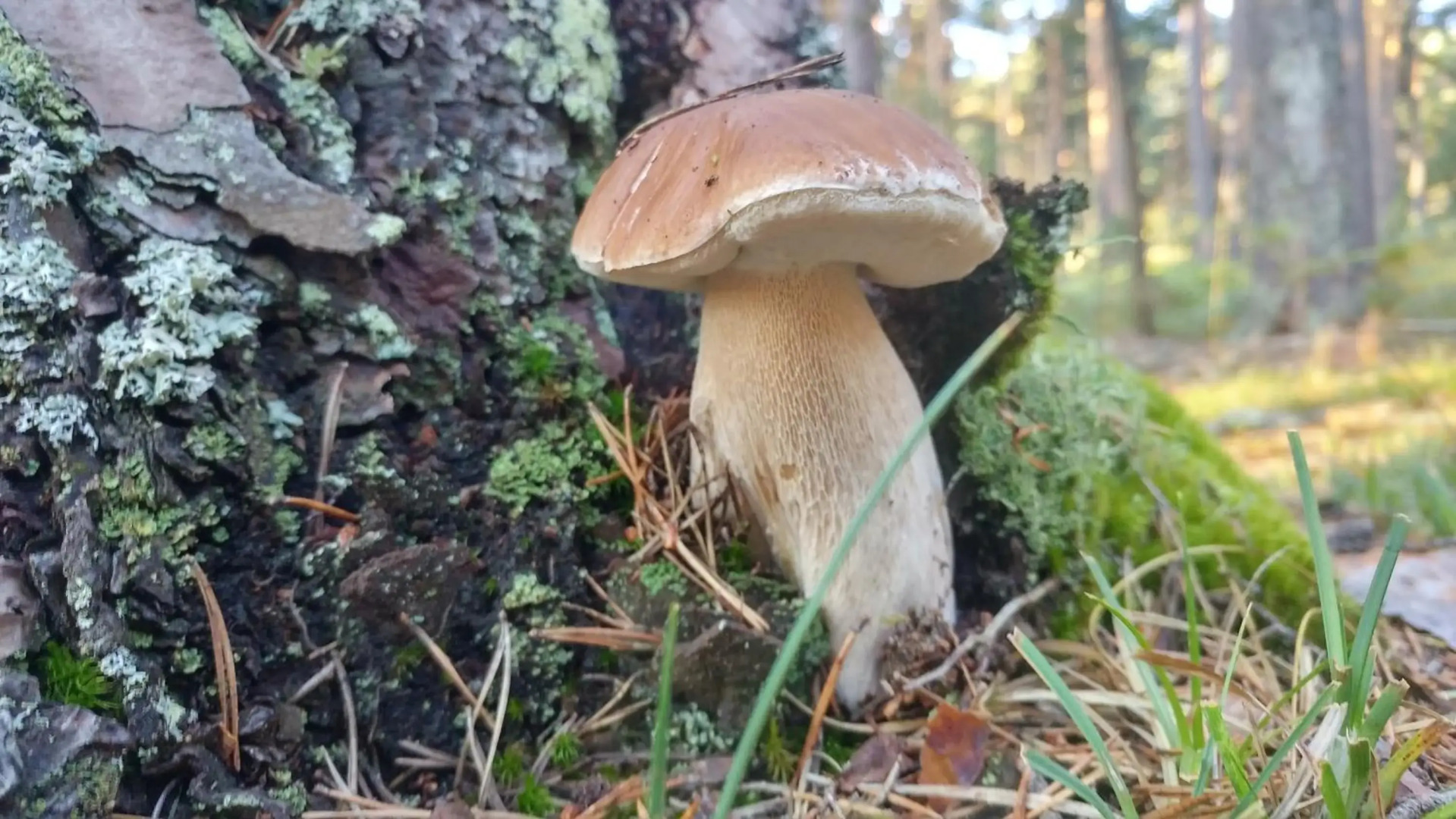 El Mirador de Molinos