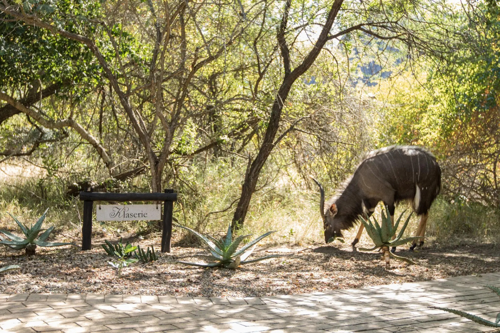 The River Lodge At Thornybush