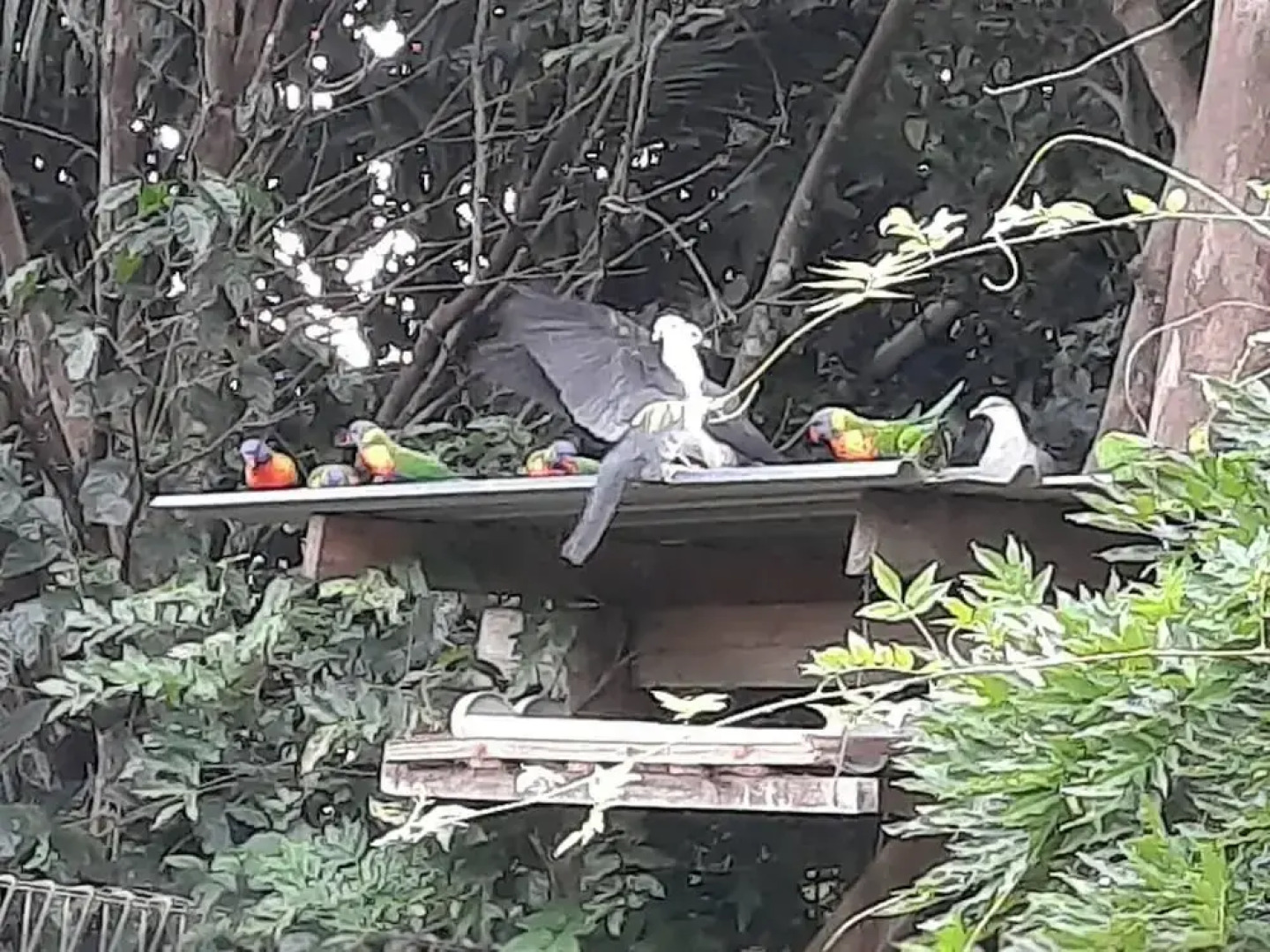 Maleny District - Charming Cottage in Witta 2 Beds