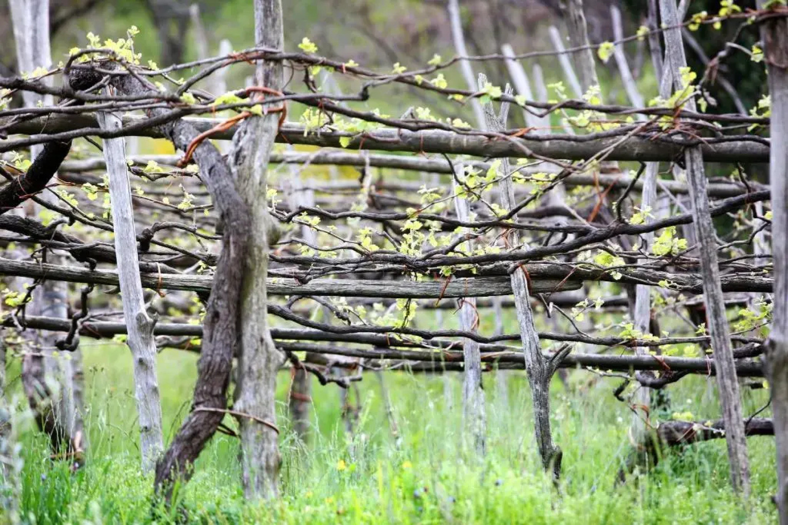Agriturismo Il Raduno