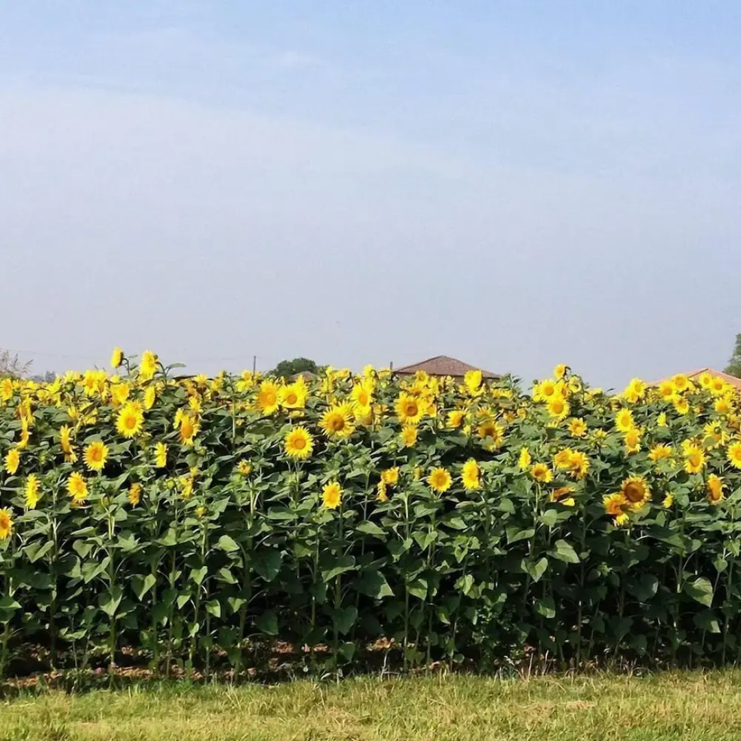 Locanda La Spigolatrice
