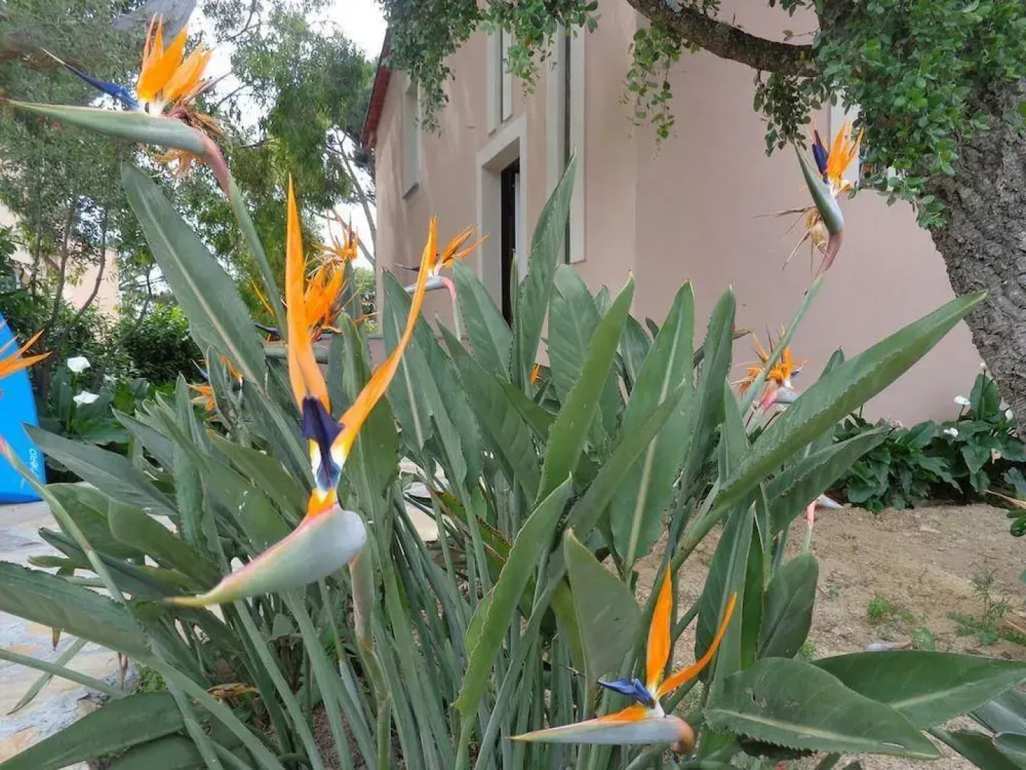 Villa Angelina Jardin