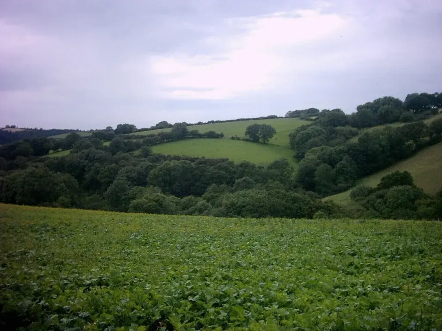 Coedllys Country House B&B