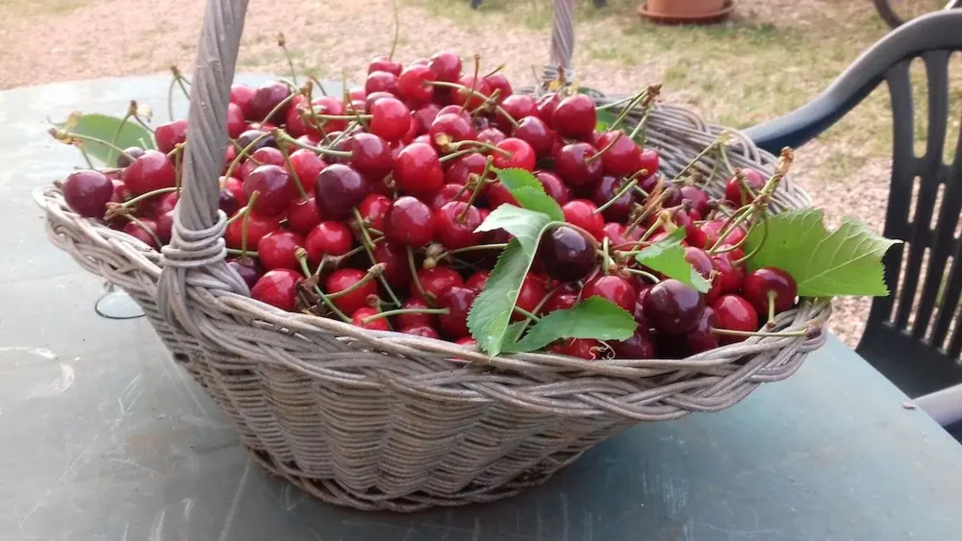 Biofarm Podere Ficareto