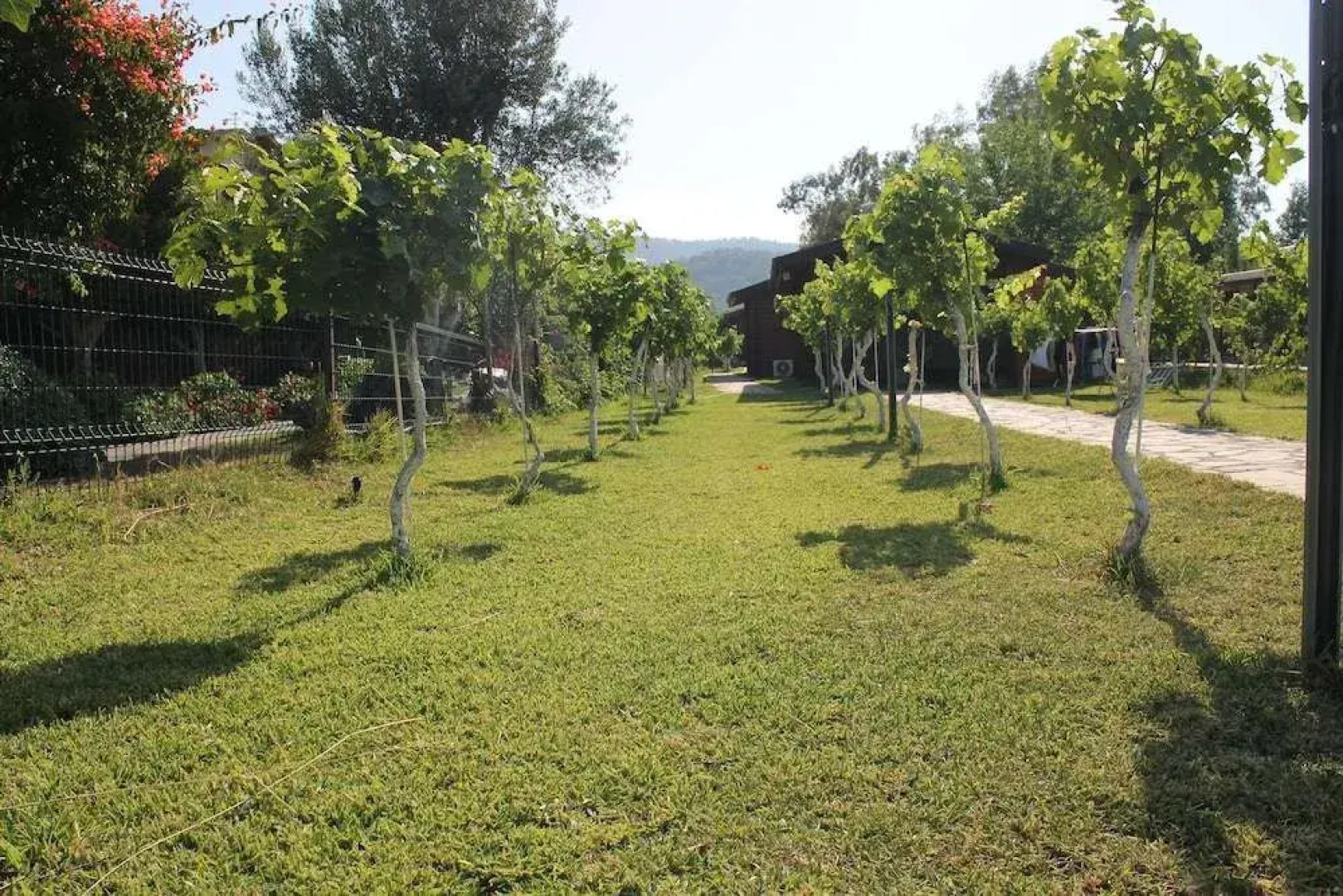 Sakin Vadi Winehouse