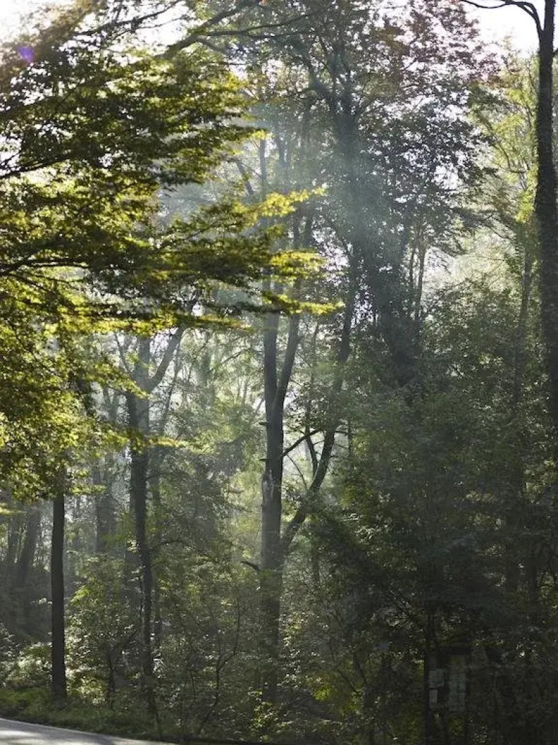 Il Richiamo Del Bosco Bed & Breakfast