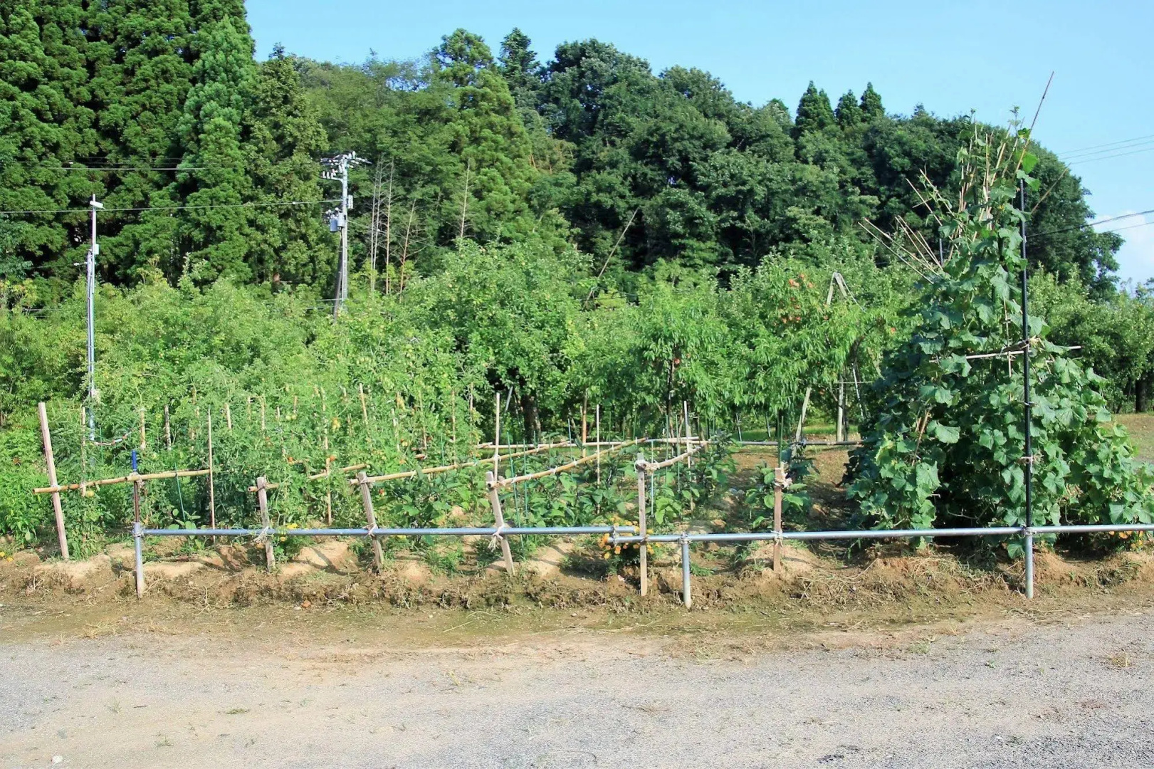 Minshuku Ikemori