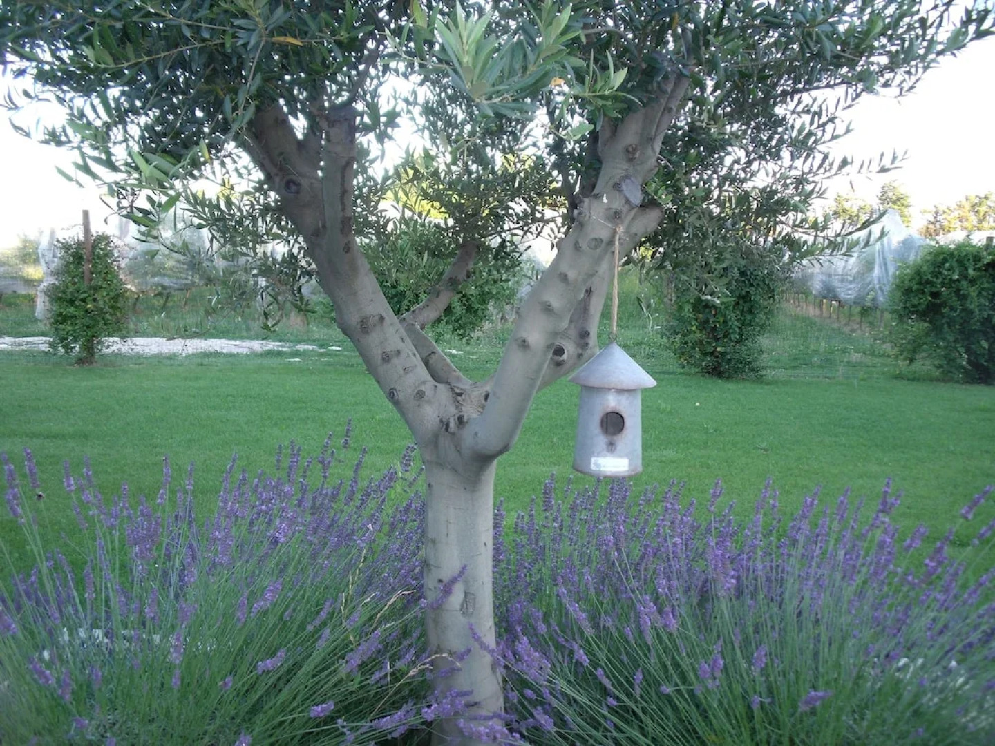 Chambre d'hotes Mas de la Garance