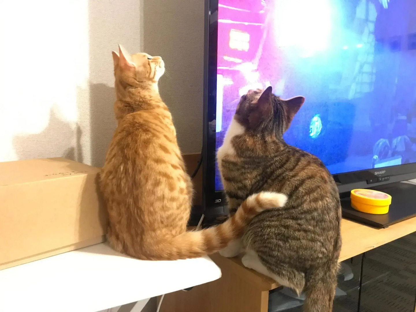 Misato Memorial Hall - Vacation STAY 61405v