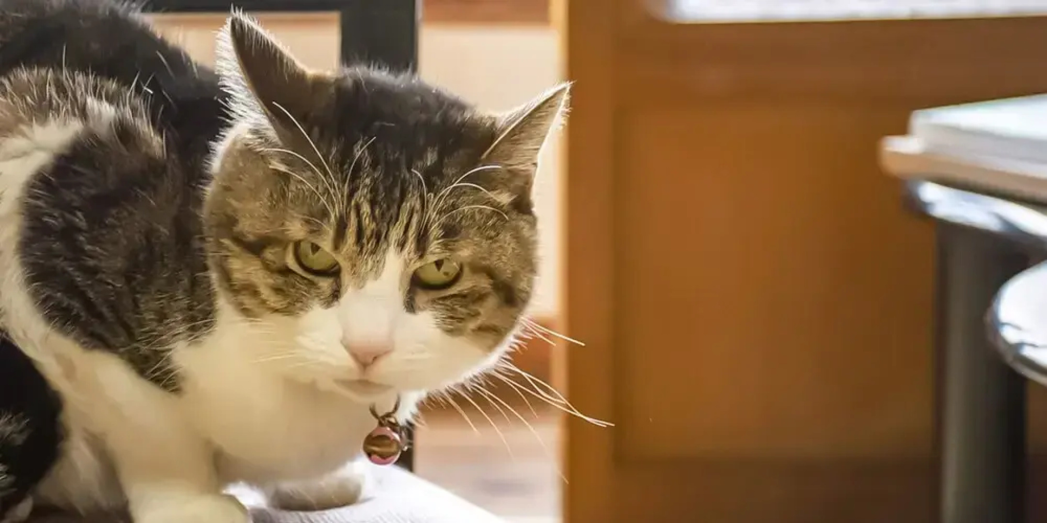 Guest Cafe Kuchikumano