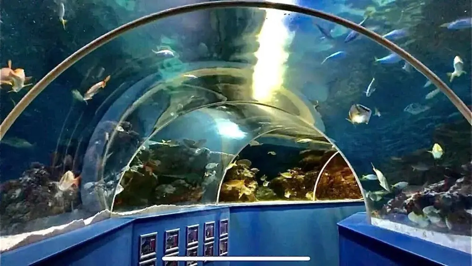 Dog Friendly Caravan on the Northumberian Coast