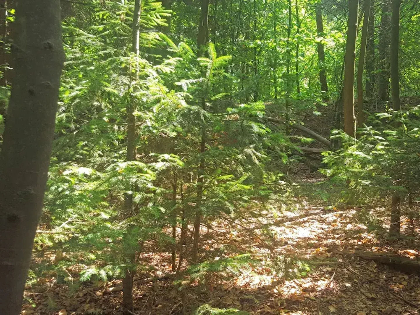 Forest-edge Braunlage Home