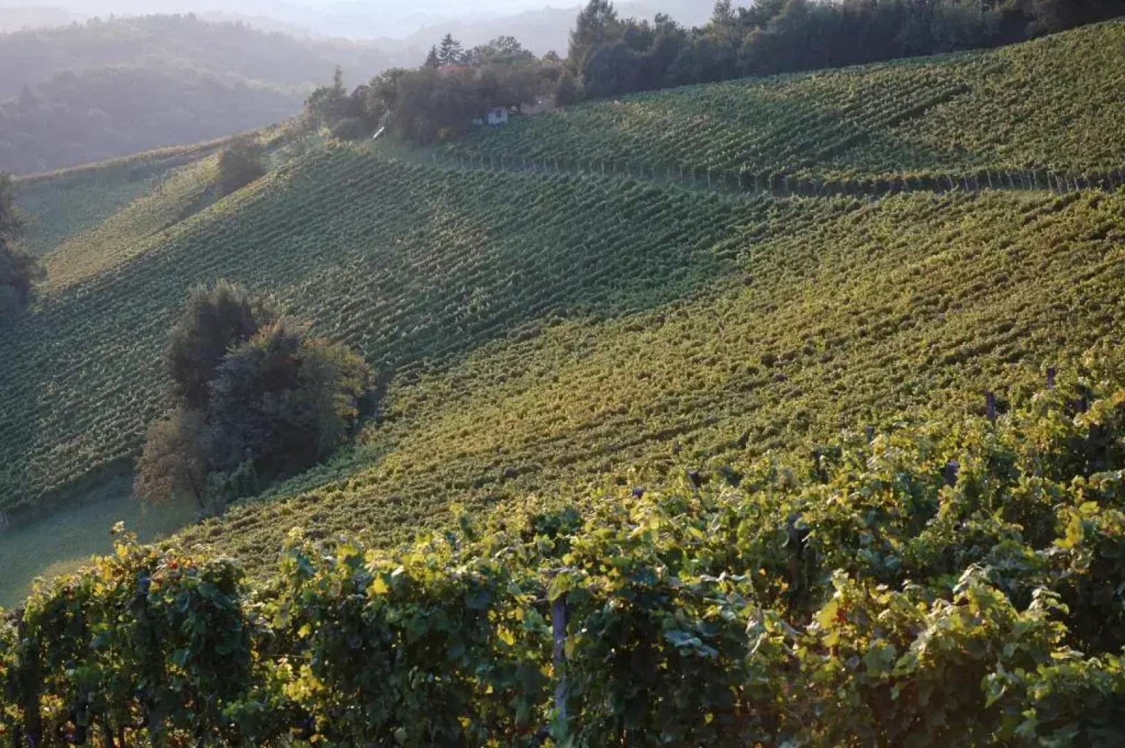 Weingartenhotel Harkamp Südsteiermark