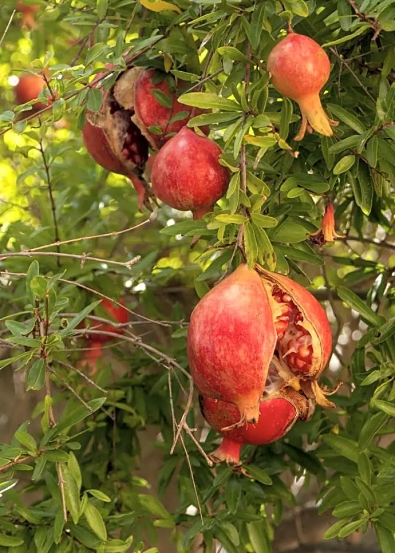 I Fiori di Sara - Toscana