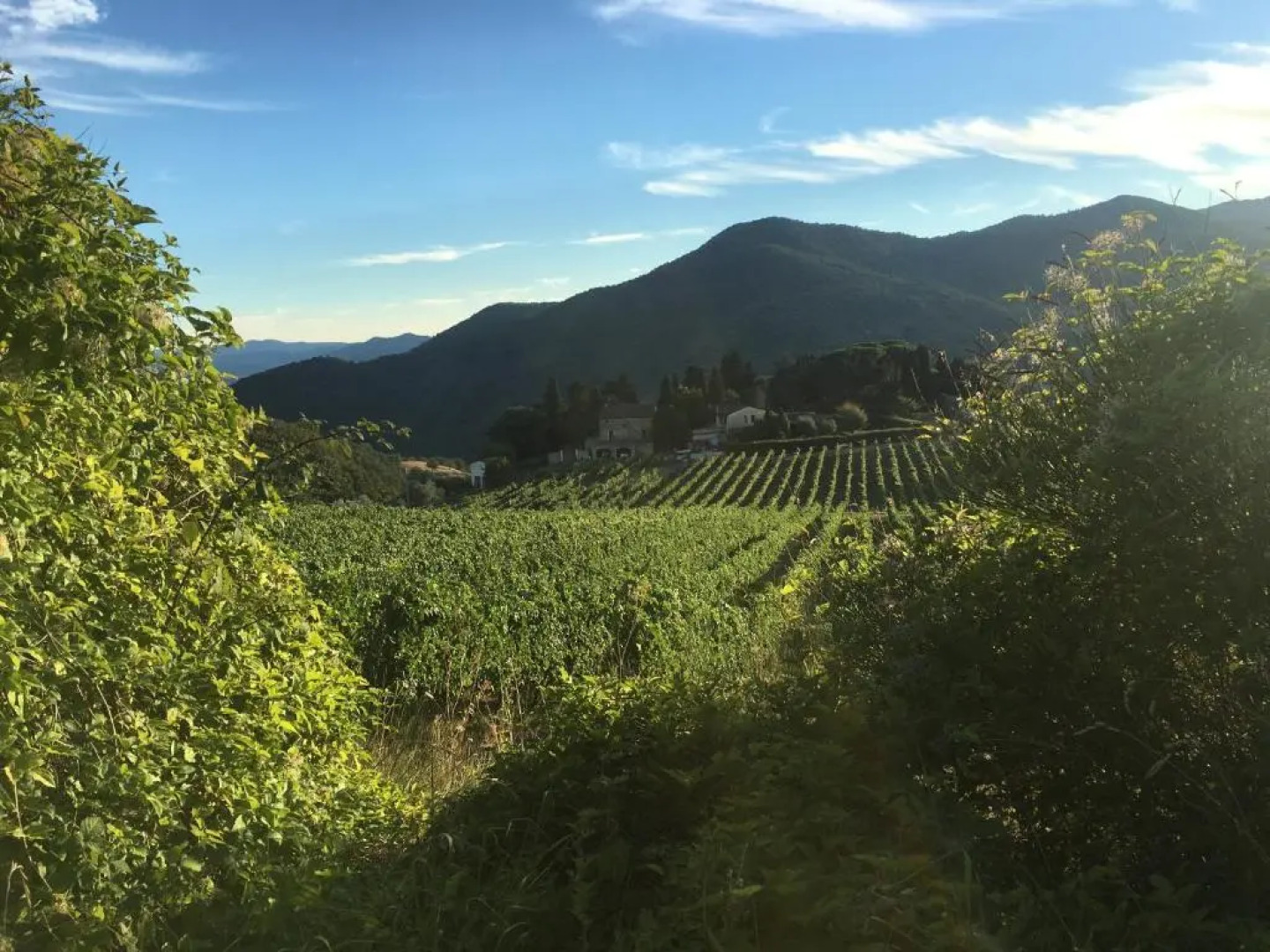 Azienda agricola Frascole