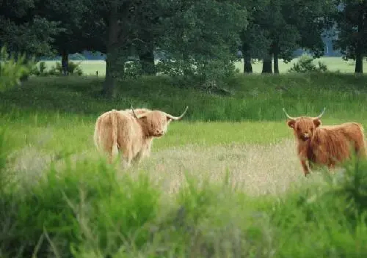 Buitenherberg ter Linde