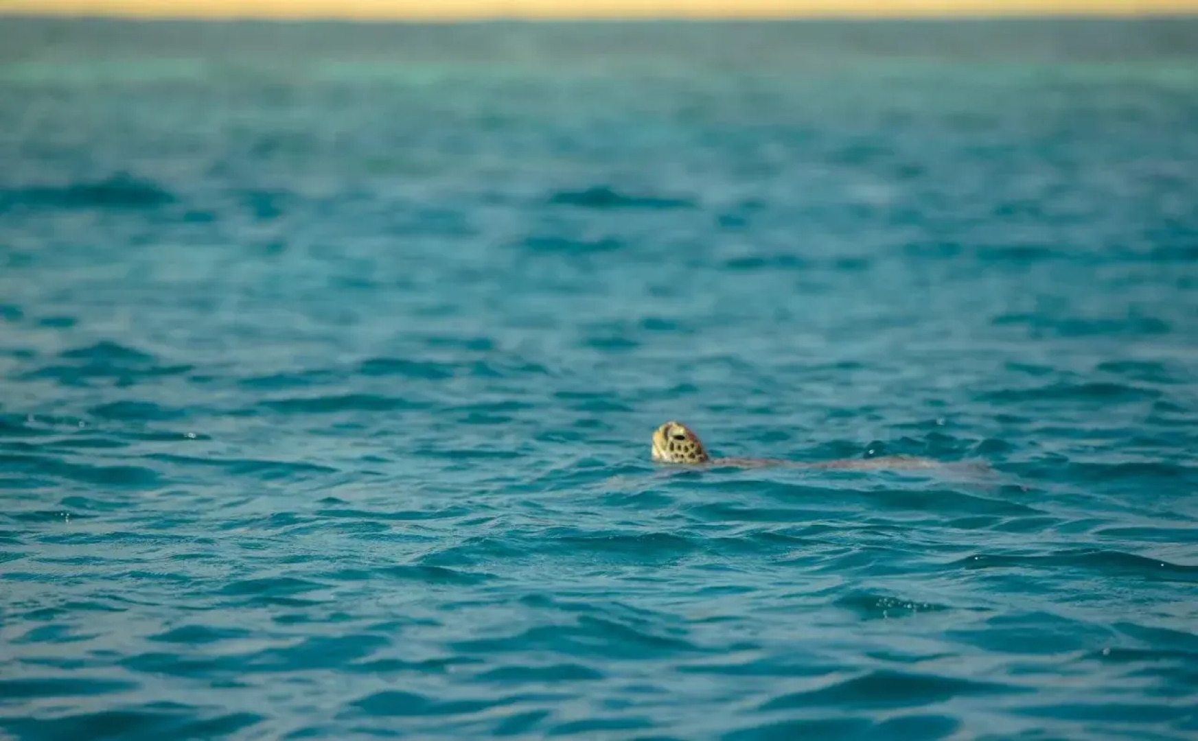 Kura Kura Beach Resort