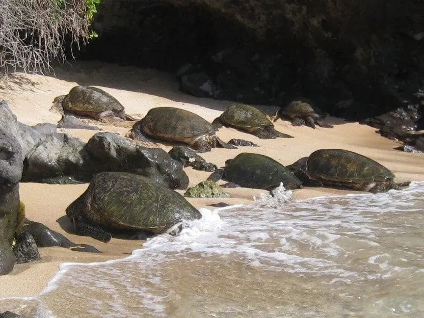 Turtle Cove 3 Bedroom Home By Redawning