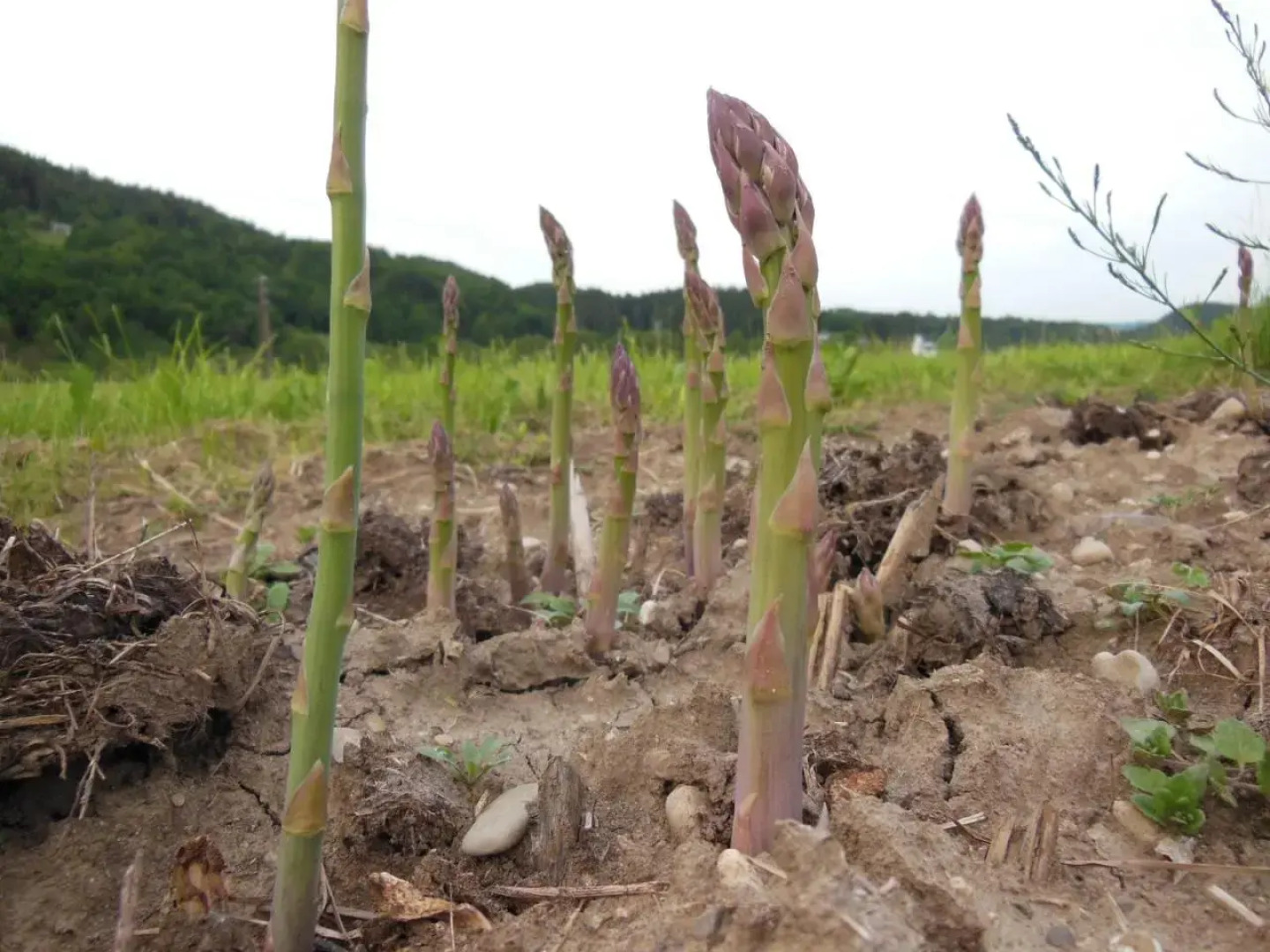 Sport Center Prodnik