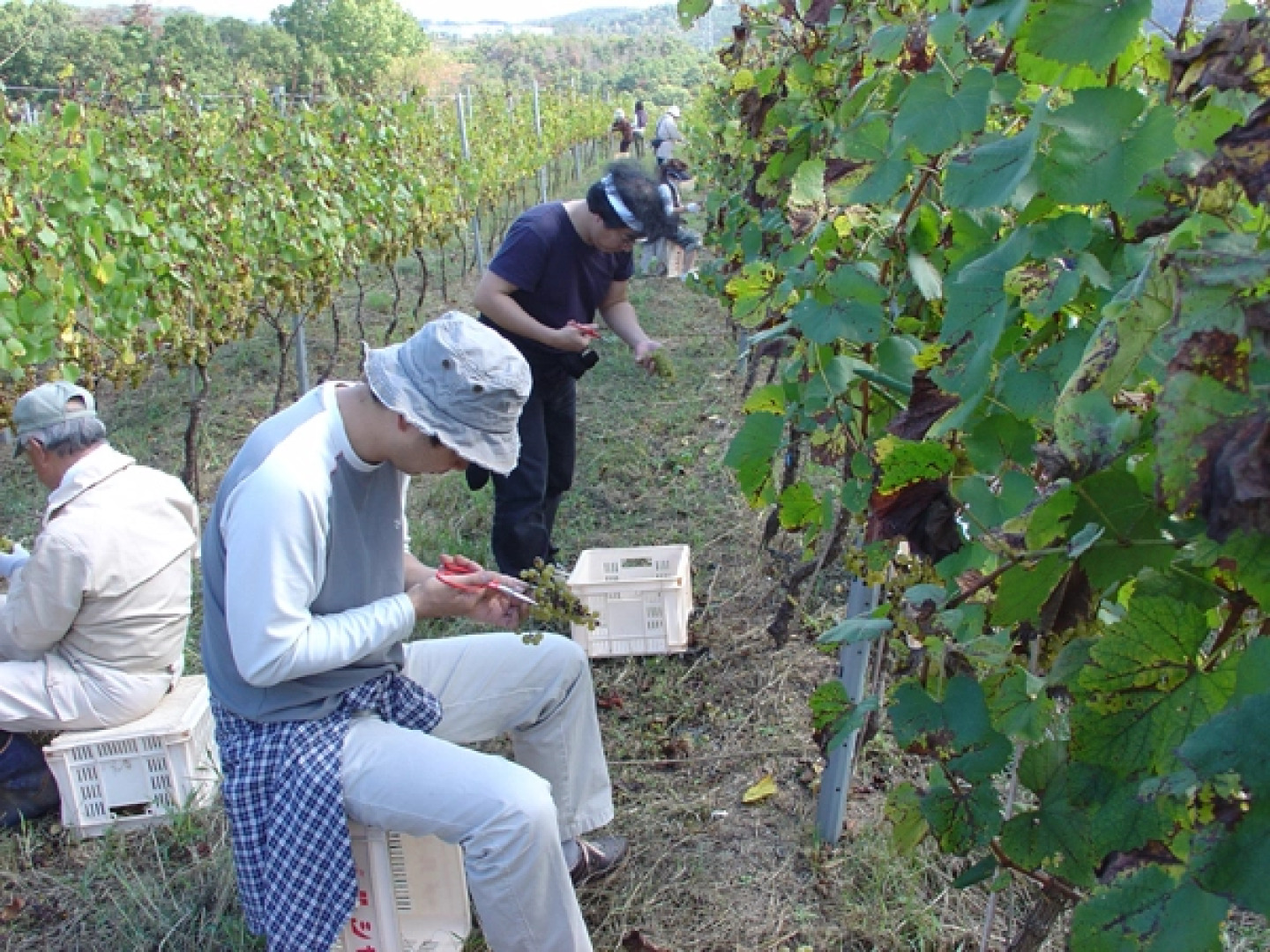 Kakeyu Onsen Tsuruya Ryokan