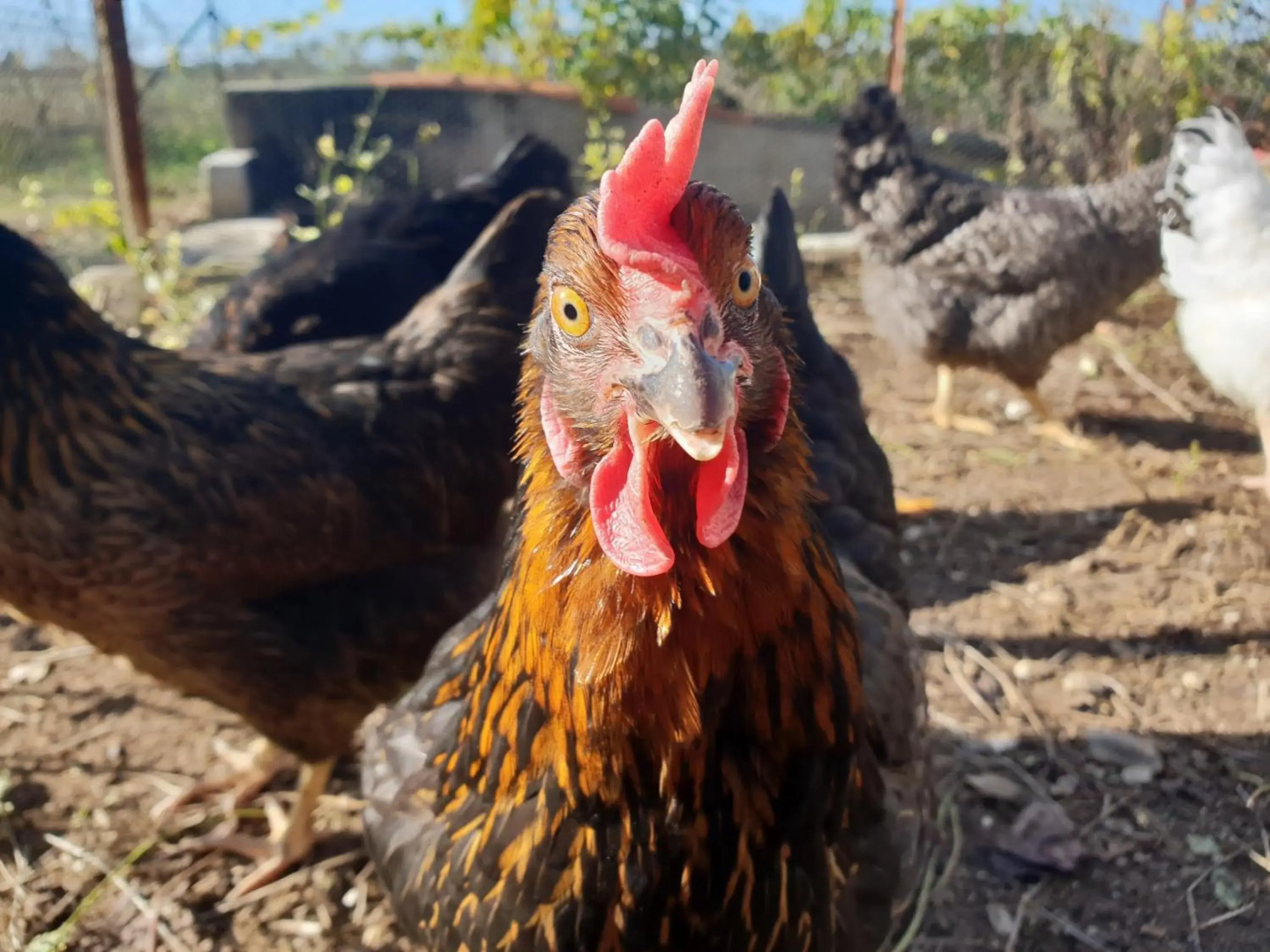Le Nid de l'Ecureuil