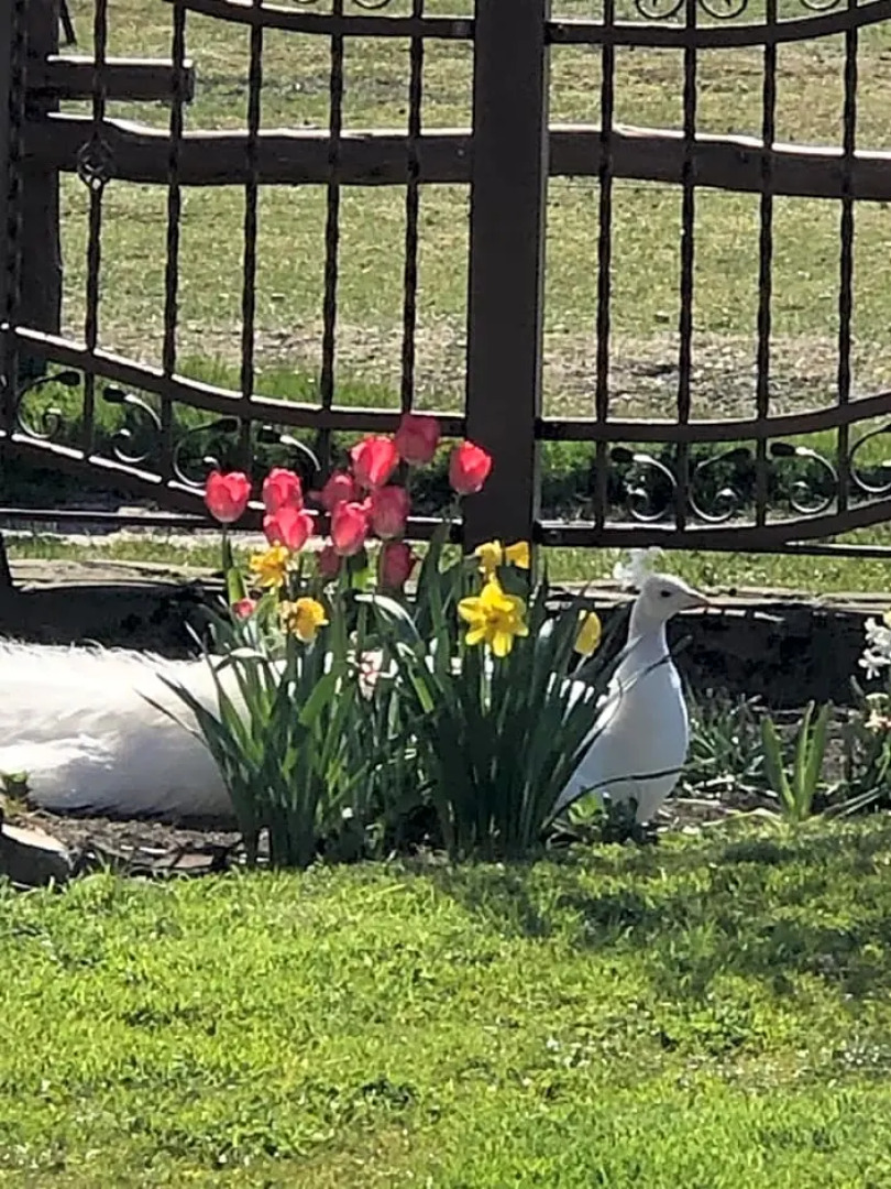 Feniks Agro&Spa Adults Only