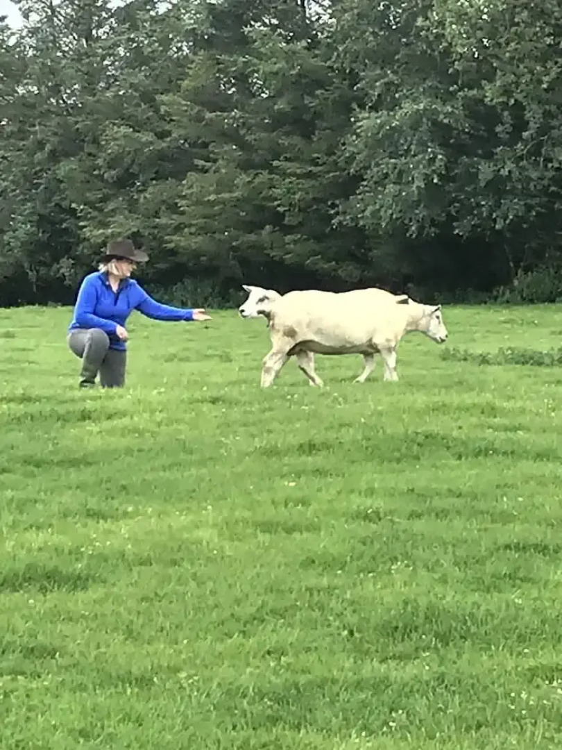 The Snuggly Sheep Shepherd Hut Campview Farm Stay
