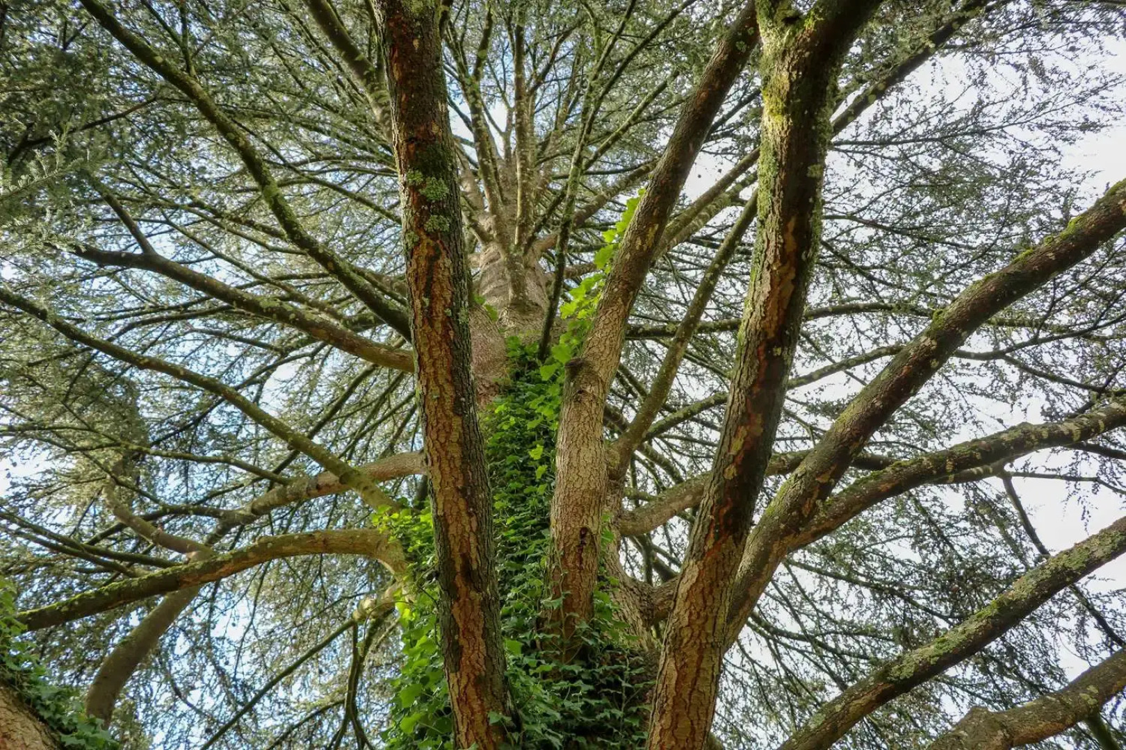 Domaine de Dolomieu, BW Premier Collection