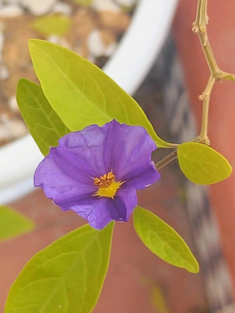 Tradicional Guesthouse Jazmines Mozarabes Casco histórico