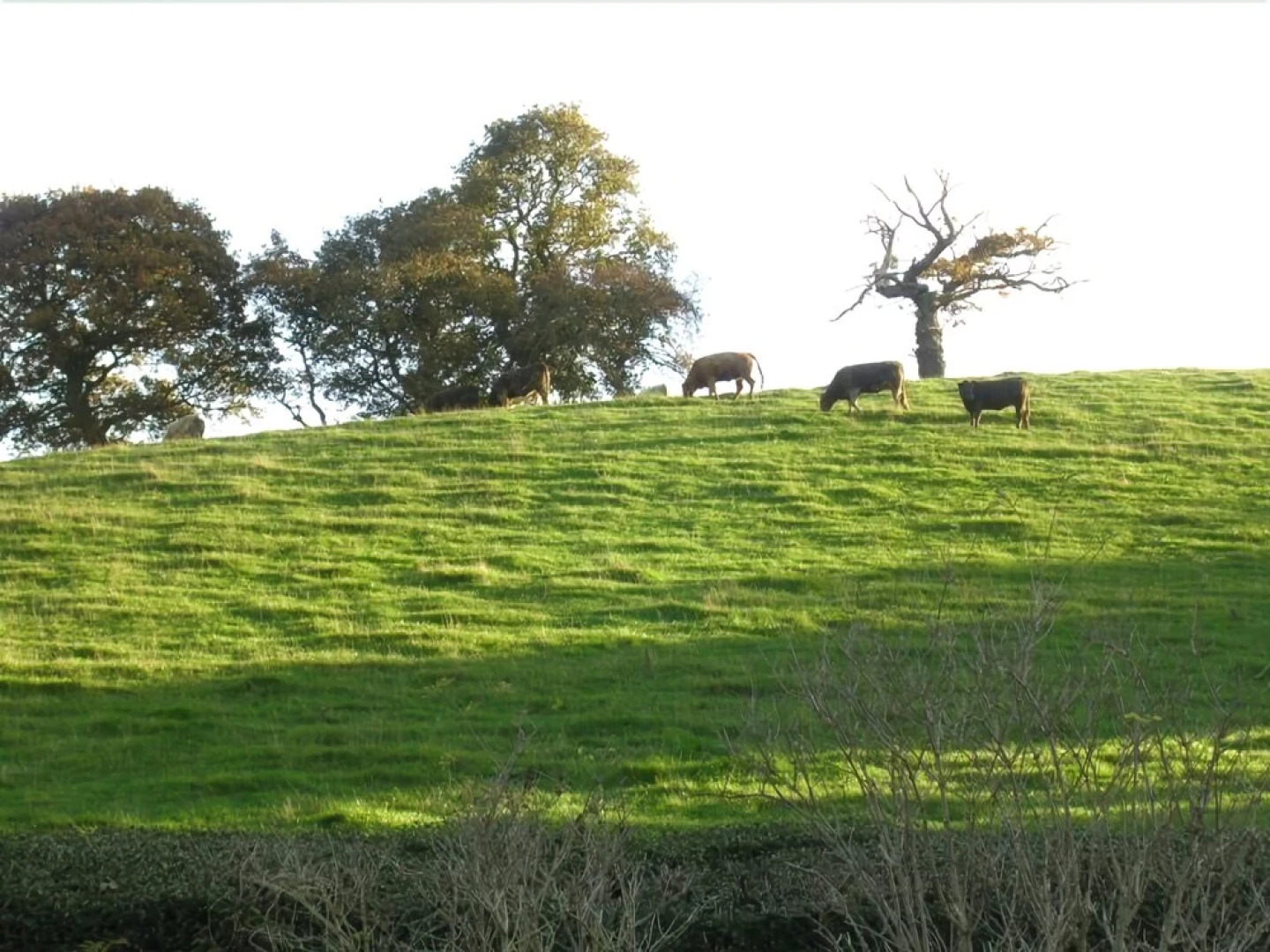 Plas Efenechtyd Cottage B&B