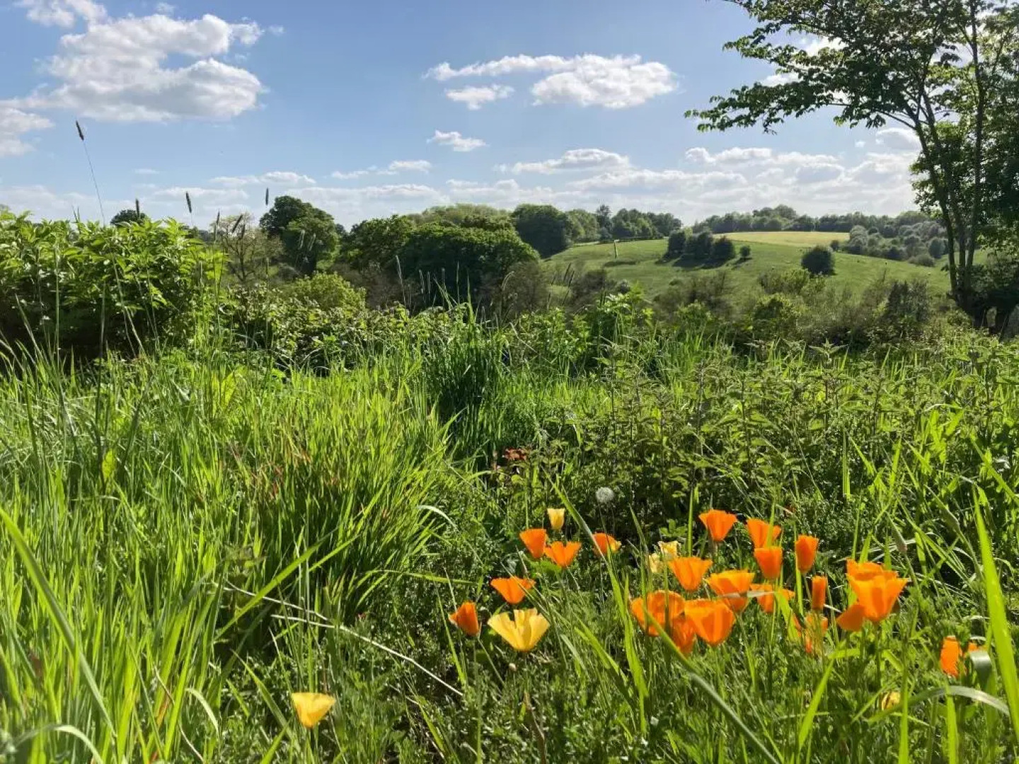 The Shepherd's Hut with seasonal Swimming Pool