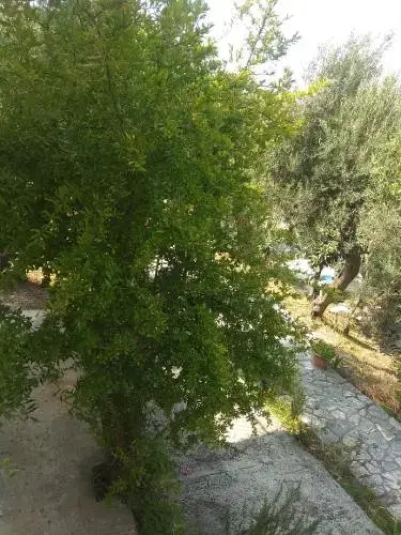 Villa Barbara Sea view 2