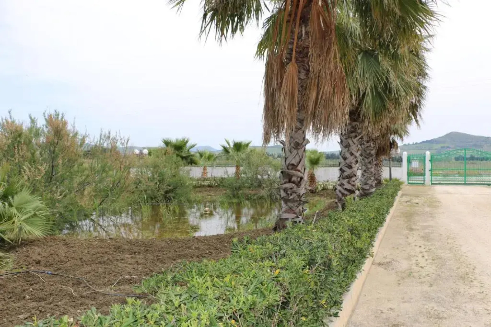 Villa Delle Palme Delfina