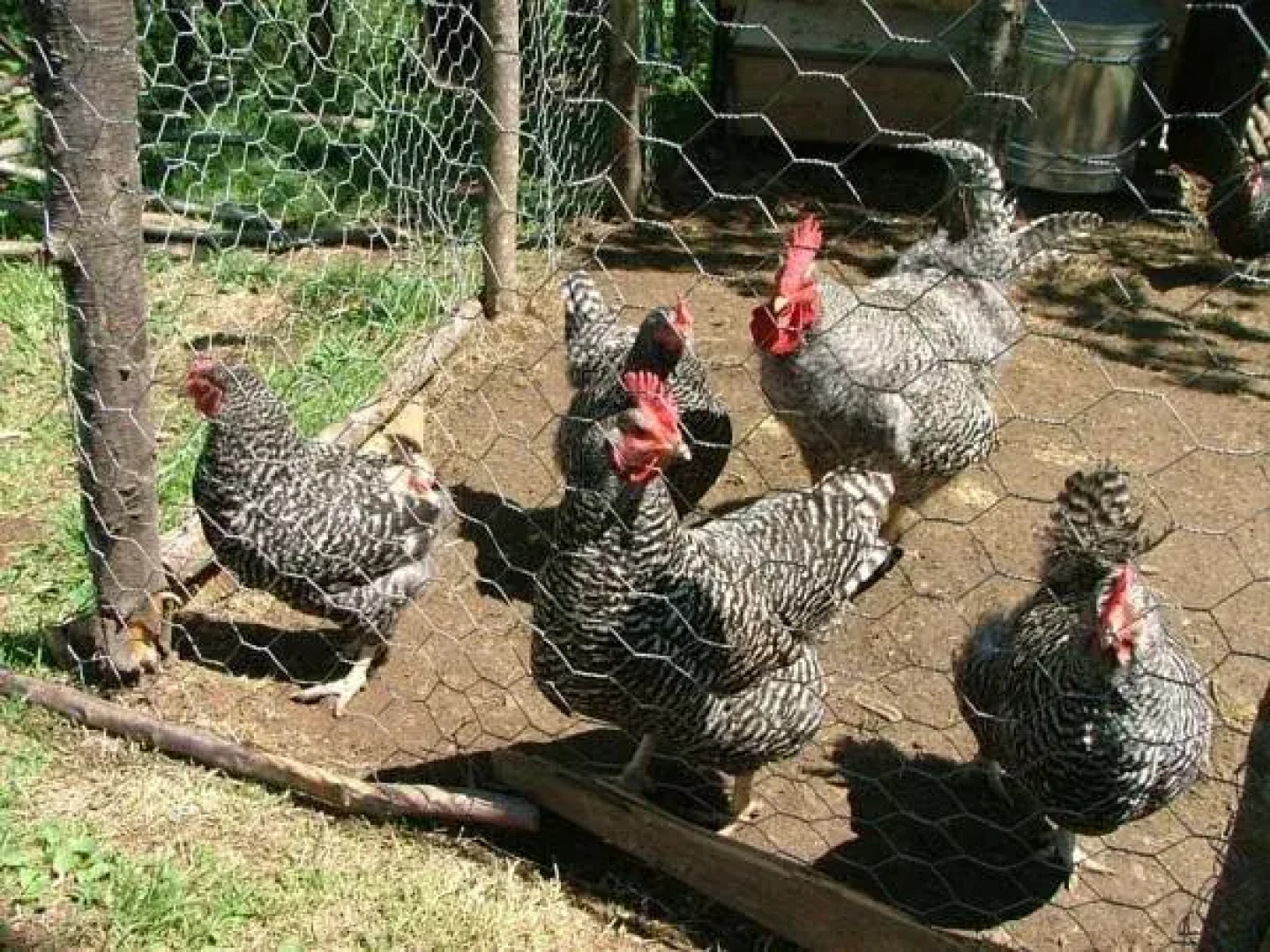 Ekodanitap Natural Life