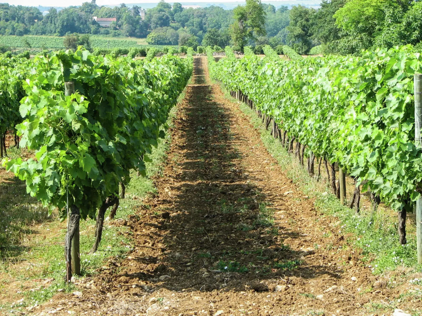 Cosy Apartment in Segonzac With Swimming Pool