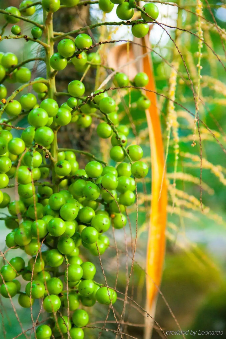 The Lodge at Pico Bonito