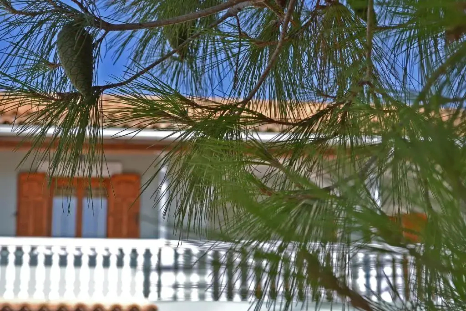 Pine tree Apartment & sunset