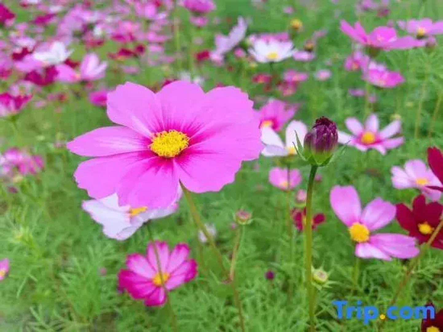 Yeyuan Hotspring Holiday Hotel