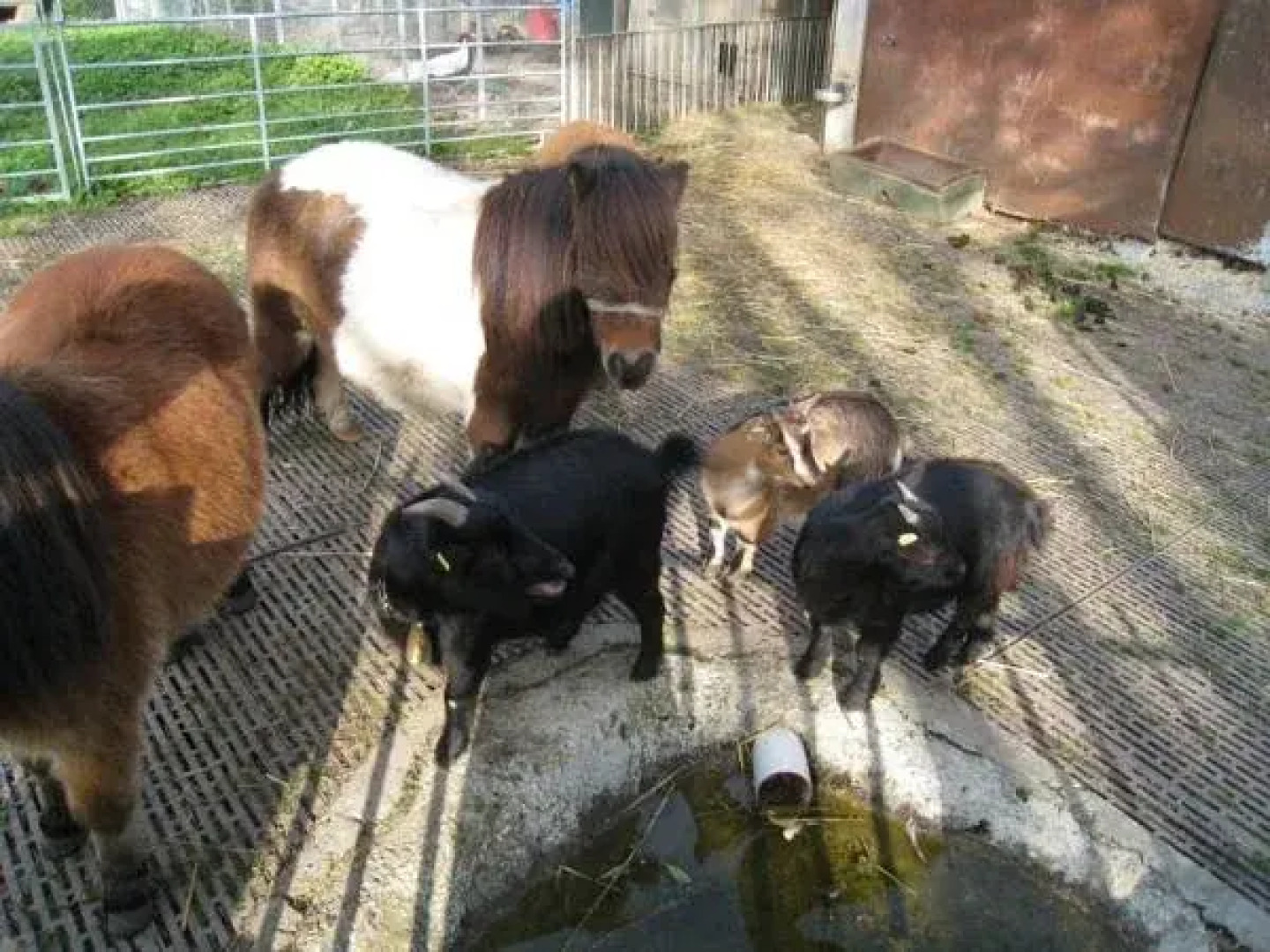 Hotel Gibswilerstube