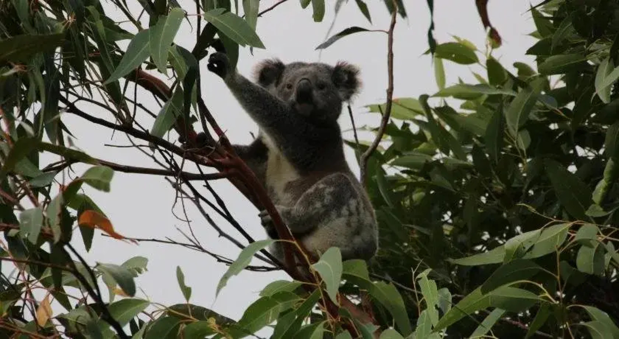 Salamander Bay Bed and Breakfast