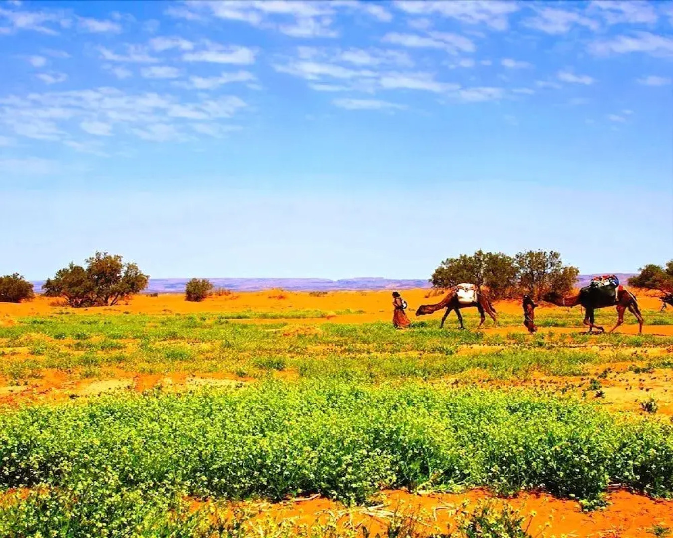 Locals Under Stars Trips