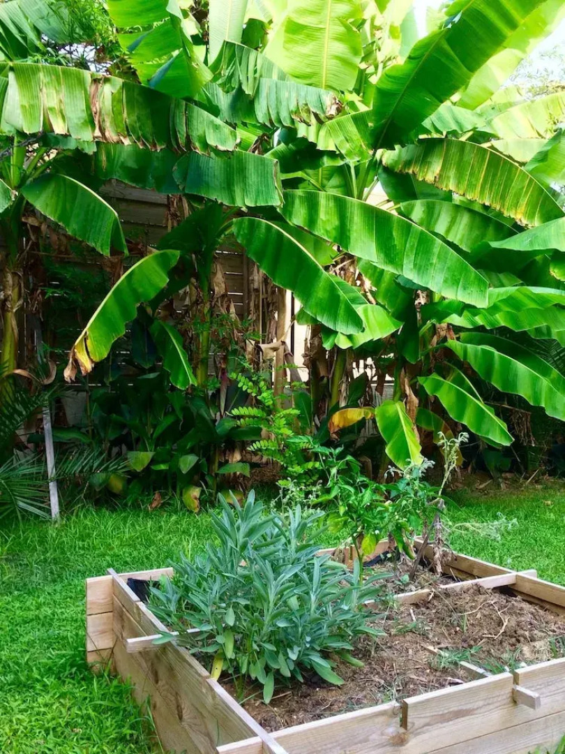Les Palmiers Chambres D'hôtes