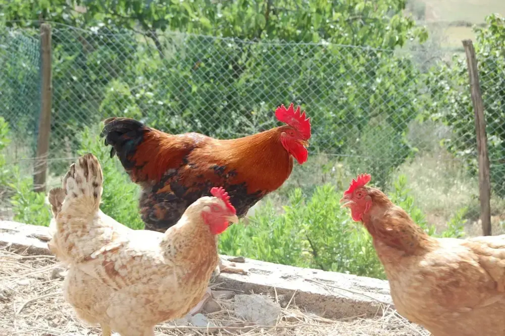 Agriturismo Montepozzalino